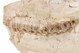 Fossil Oreodont (Merycoidodon) Skull - South Dakota #249244-6